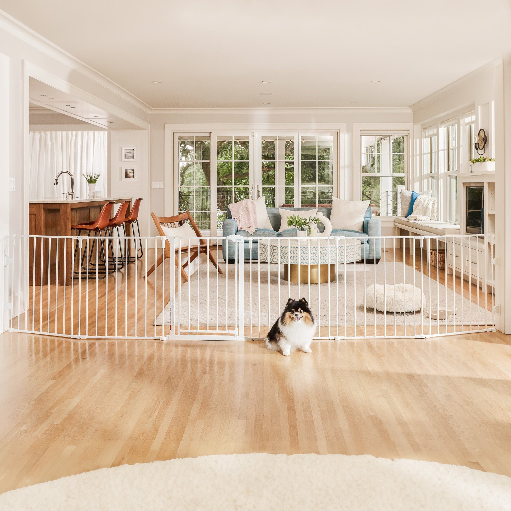 Dog in front of a pet gate in a living room with a couch and coffee table.