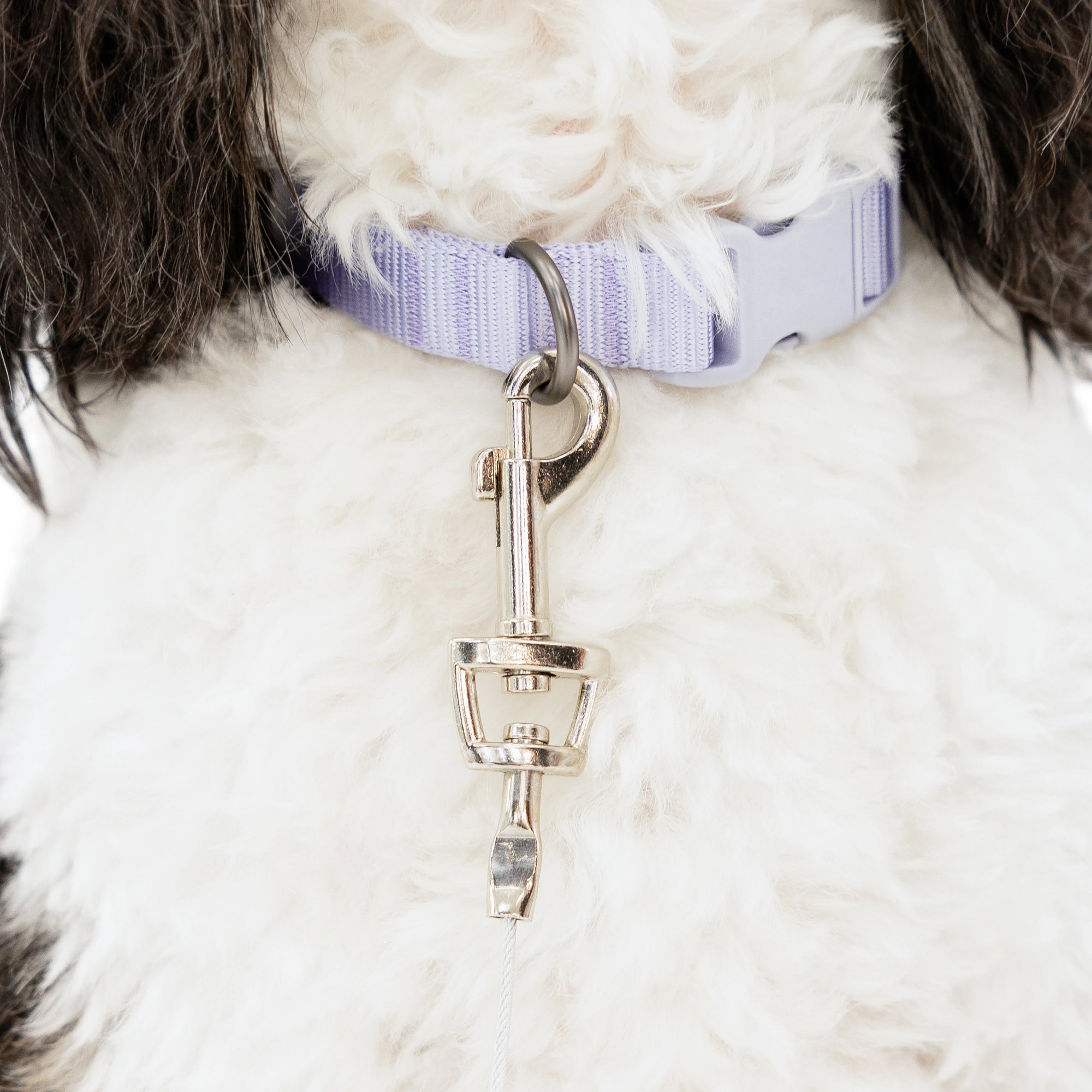 Small Carlson Dog Tie-Out Cable connected to dog collar