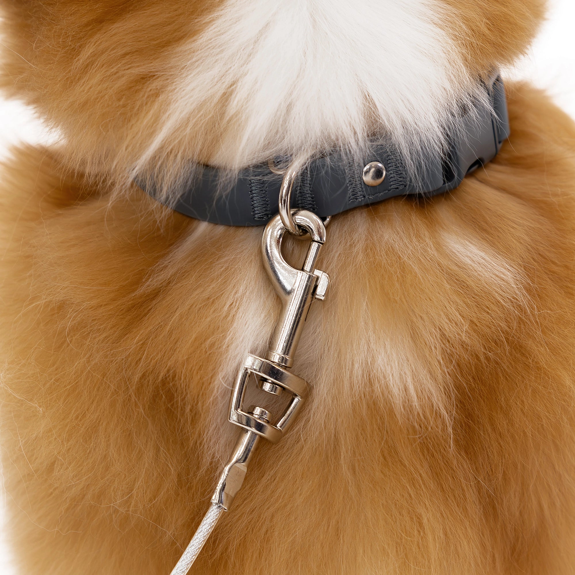 Medium Dog Tie-Out Cable on collar