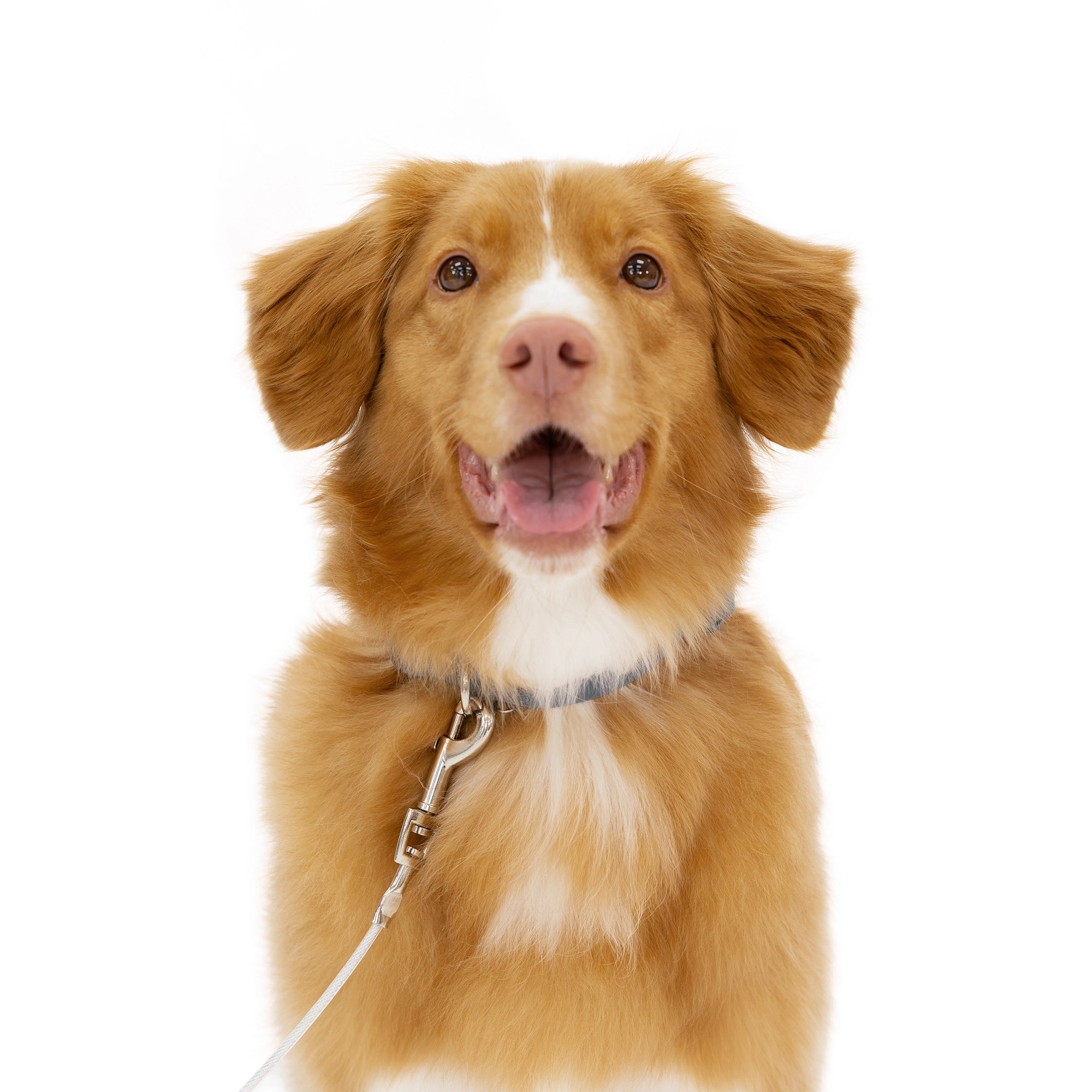 Medium Dog Tie-Out Cable on collar