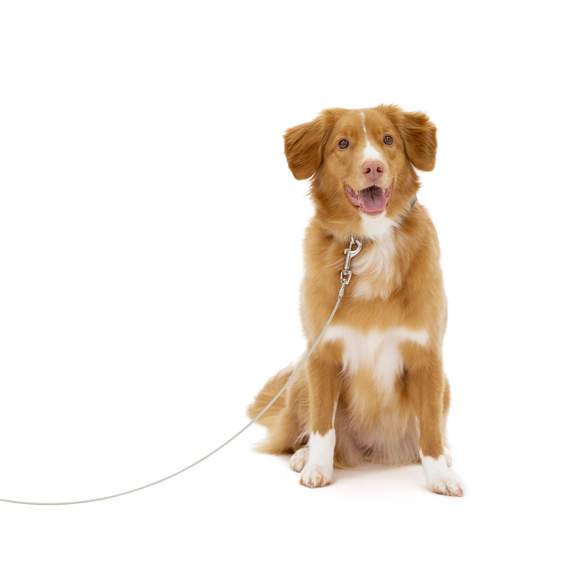 Medium Dog Tie-Out Cable on collar