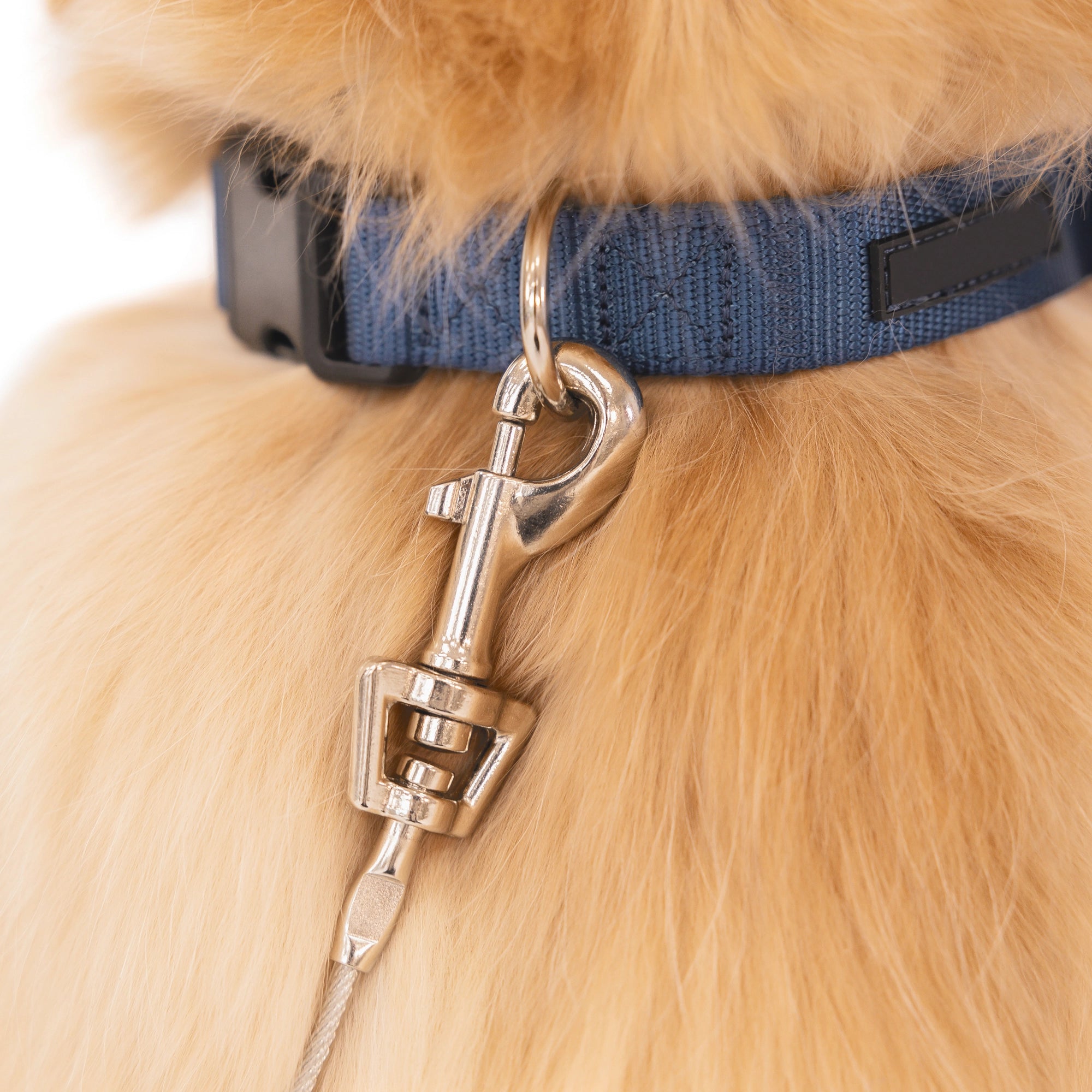 Large Dog Tie-Out Cable latched to dog collar