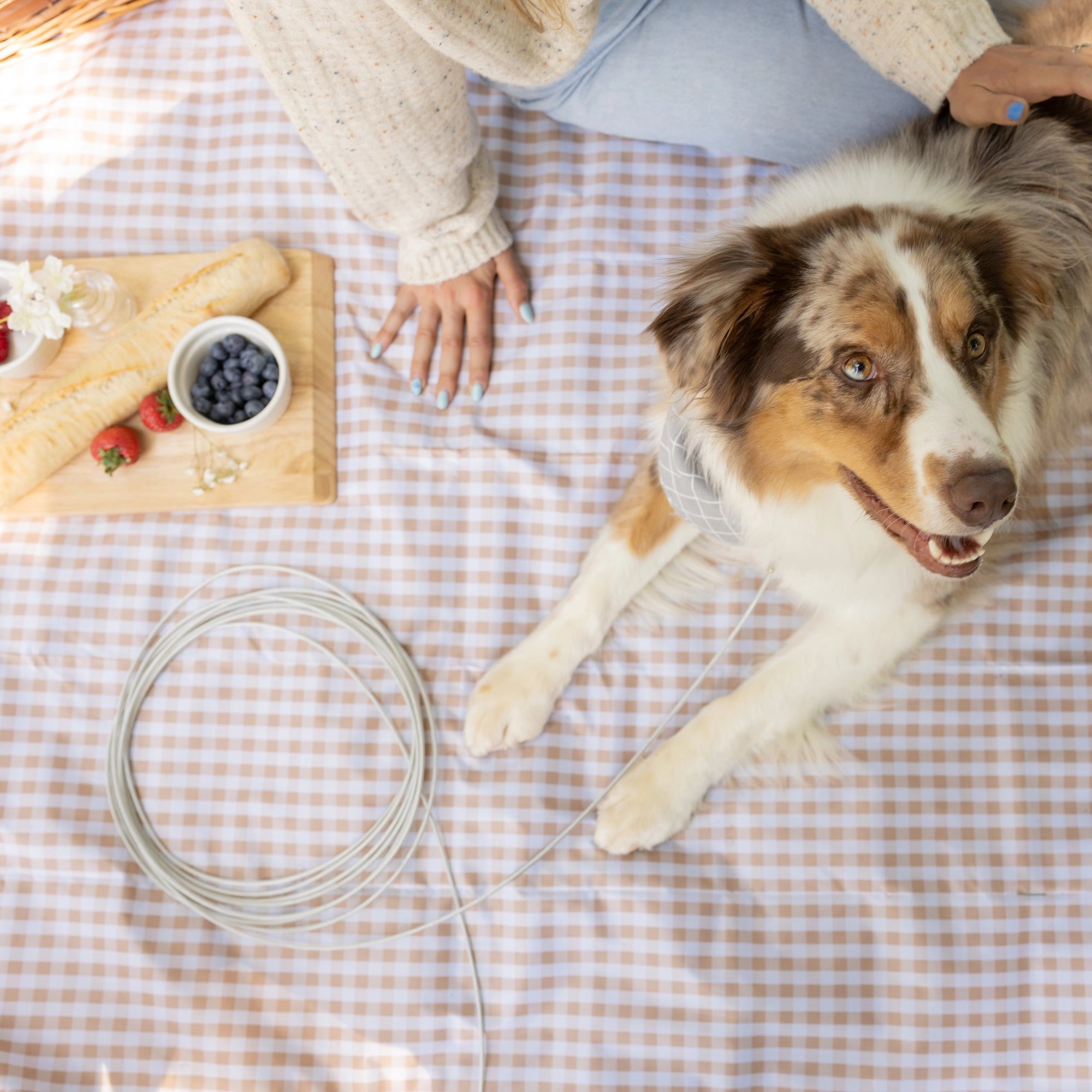 Large Dog Tie-Out Cable