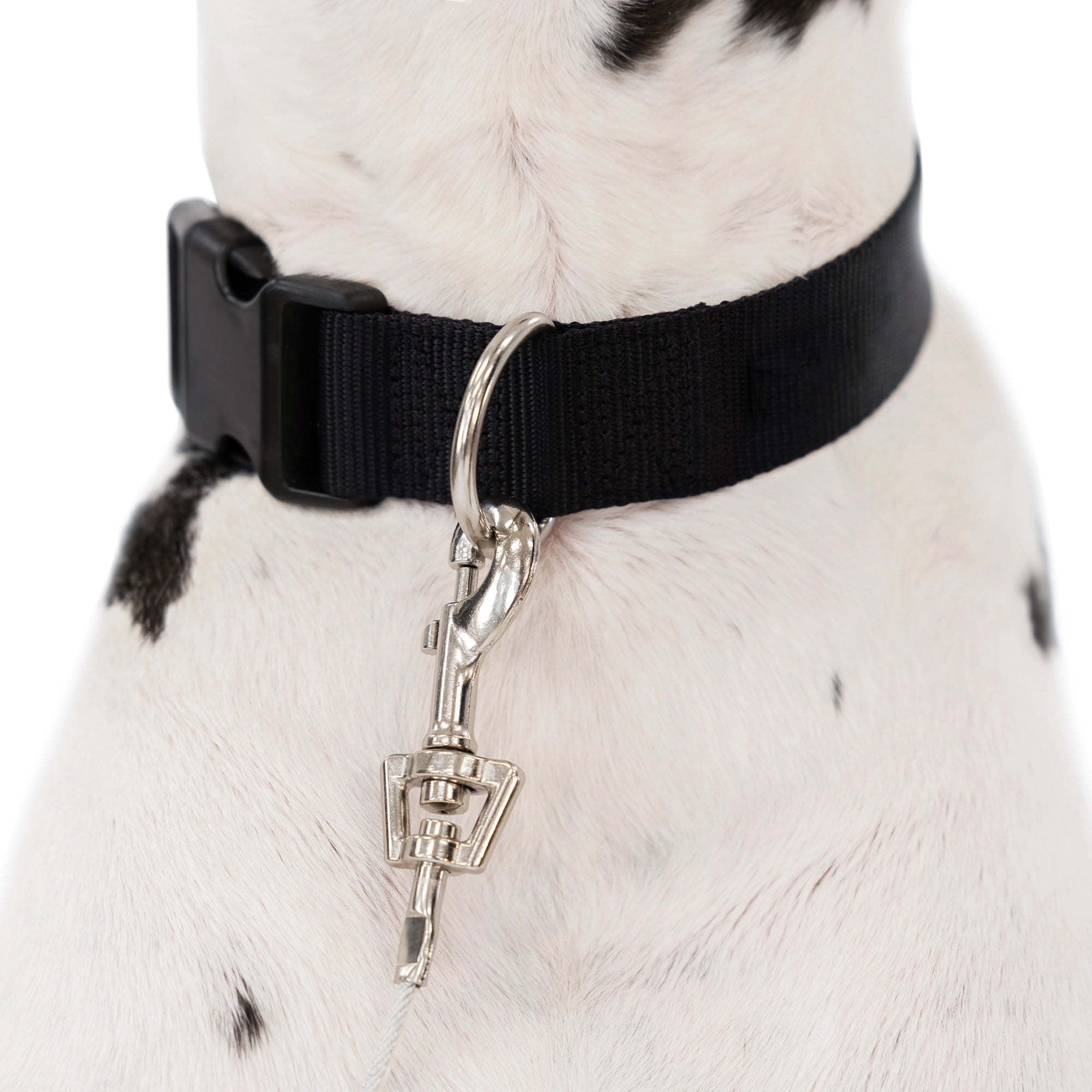 Extra-Large Trolly Cable Dog Tie-Out on dog collar