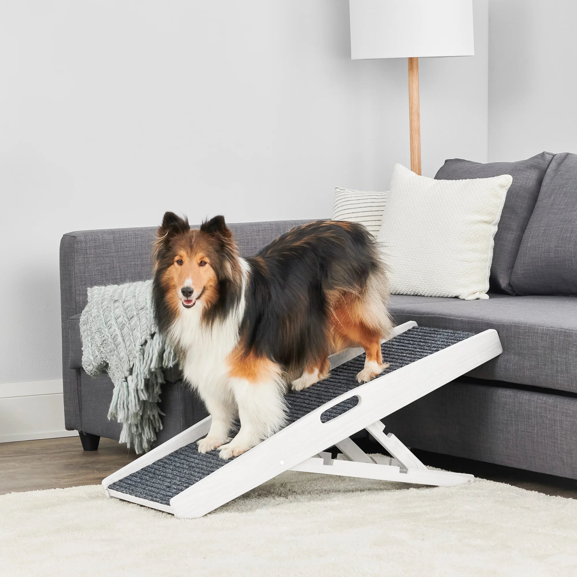 Dog on the Carlson Indoor Pet Ramp in a living room next to a gray couch. 