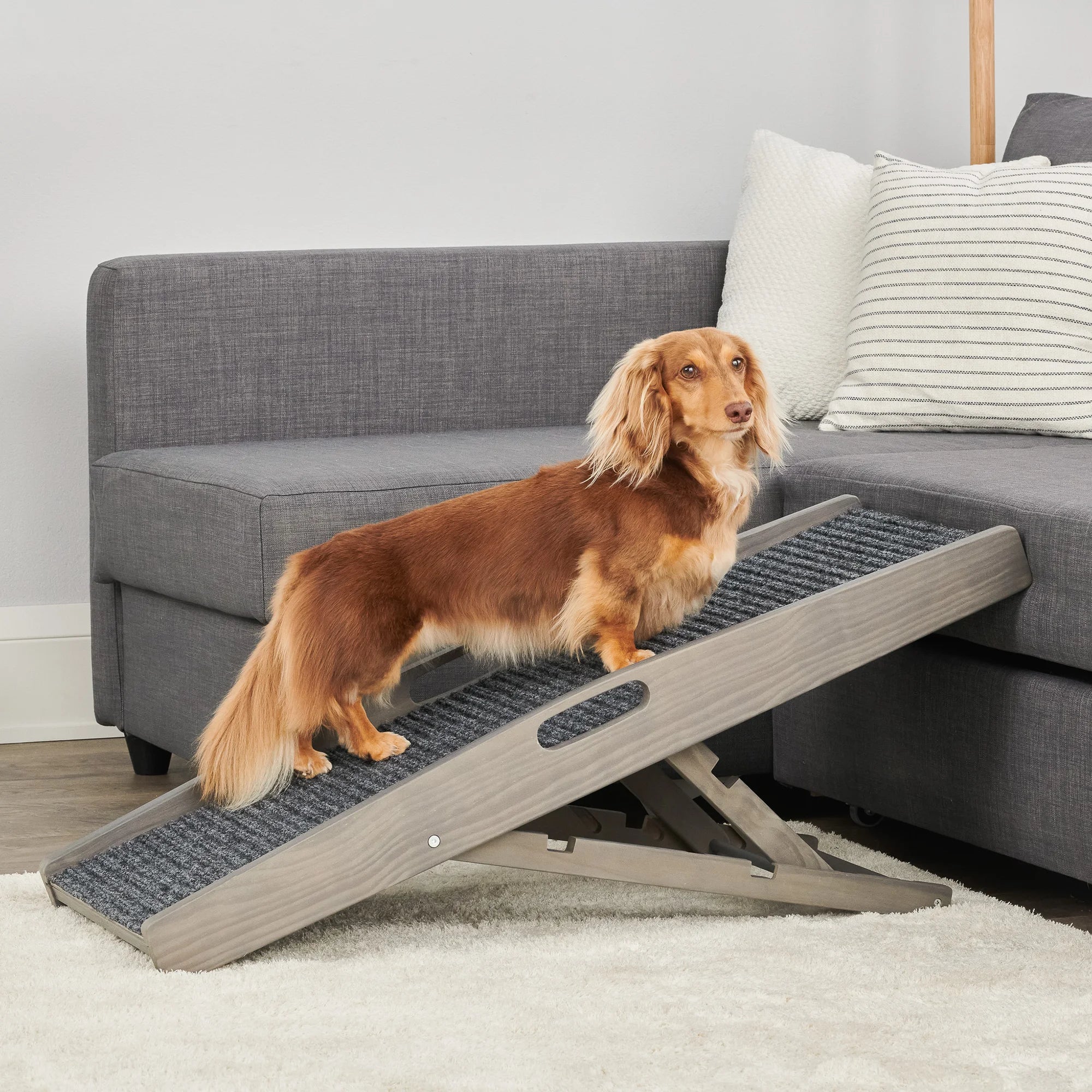 Small dog standing on Gray Indoor Pet Ramp while standing in a living room.
