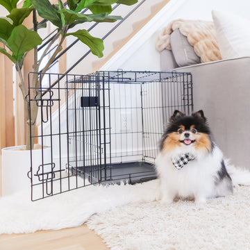 Dog sitting inside Carlson Small Dog Crate on white background.