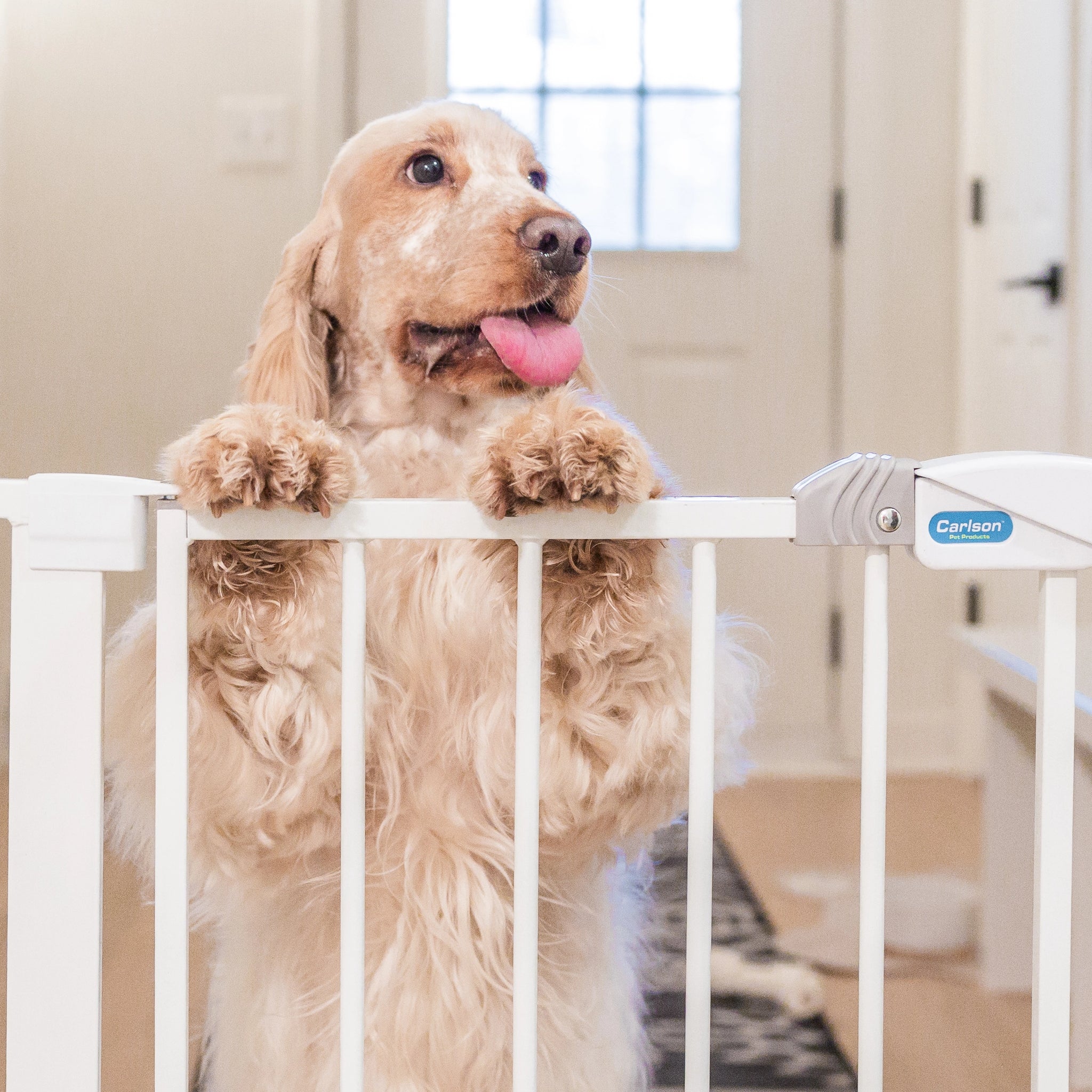 Carlson Pet Products 51