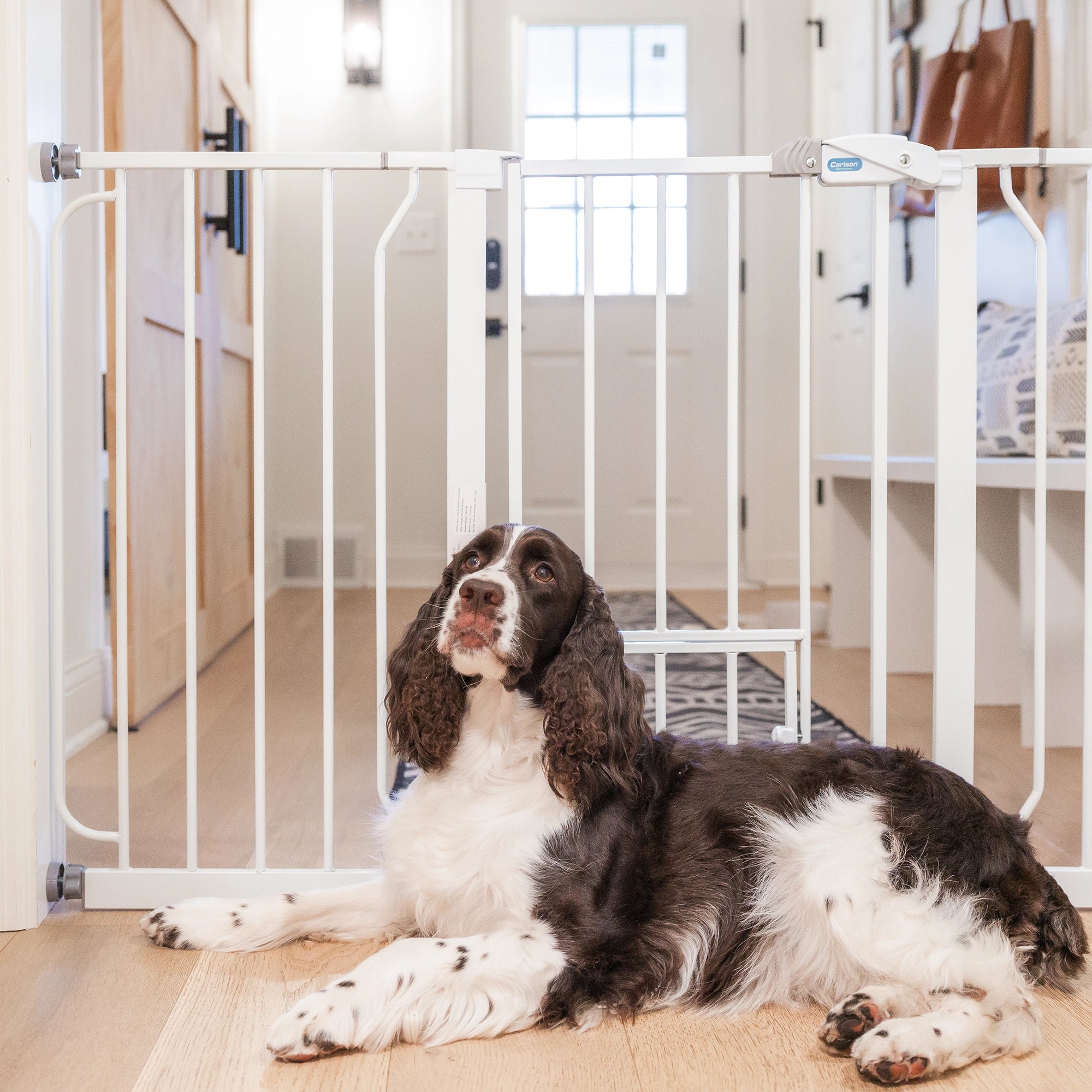 Carlson Pet Products 51