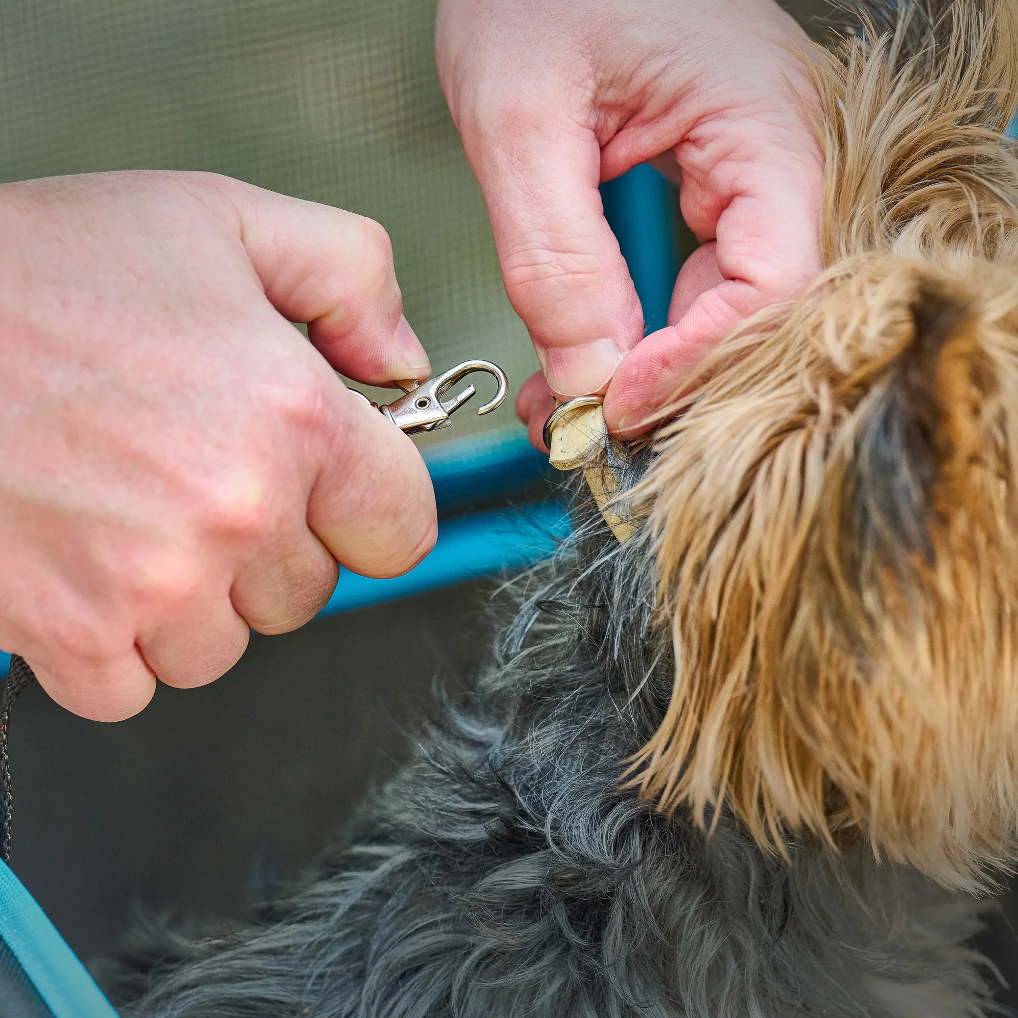 A hook clipping into a small dog's collar on the Easy Fold & Go Pet Stroller.