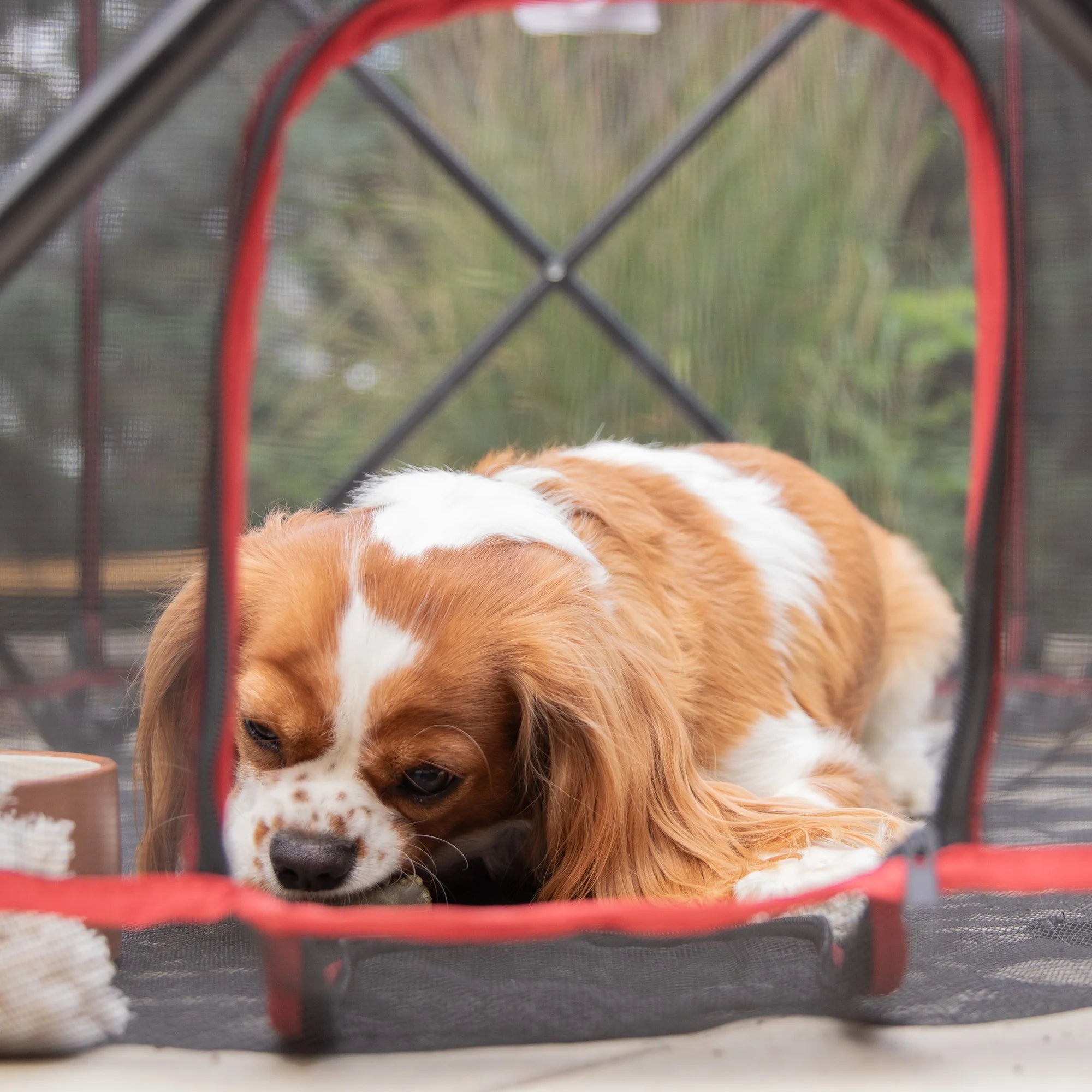 Dog chewing on treat in Portable Pet Pen.