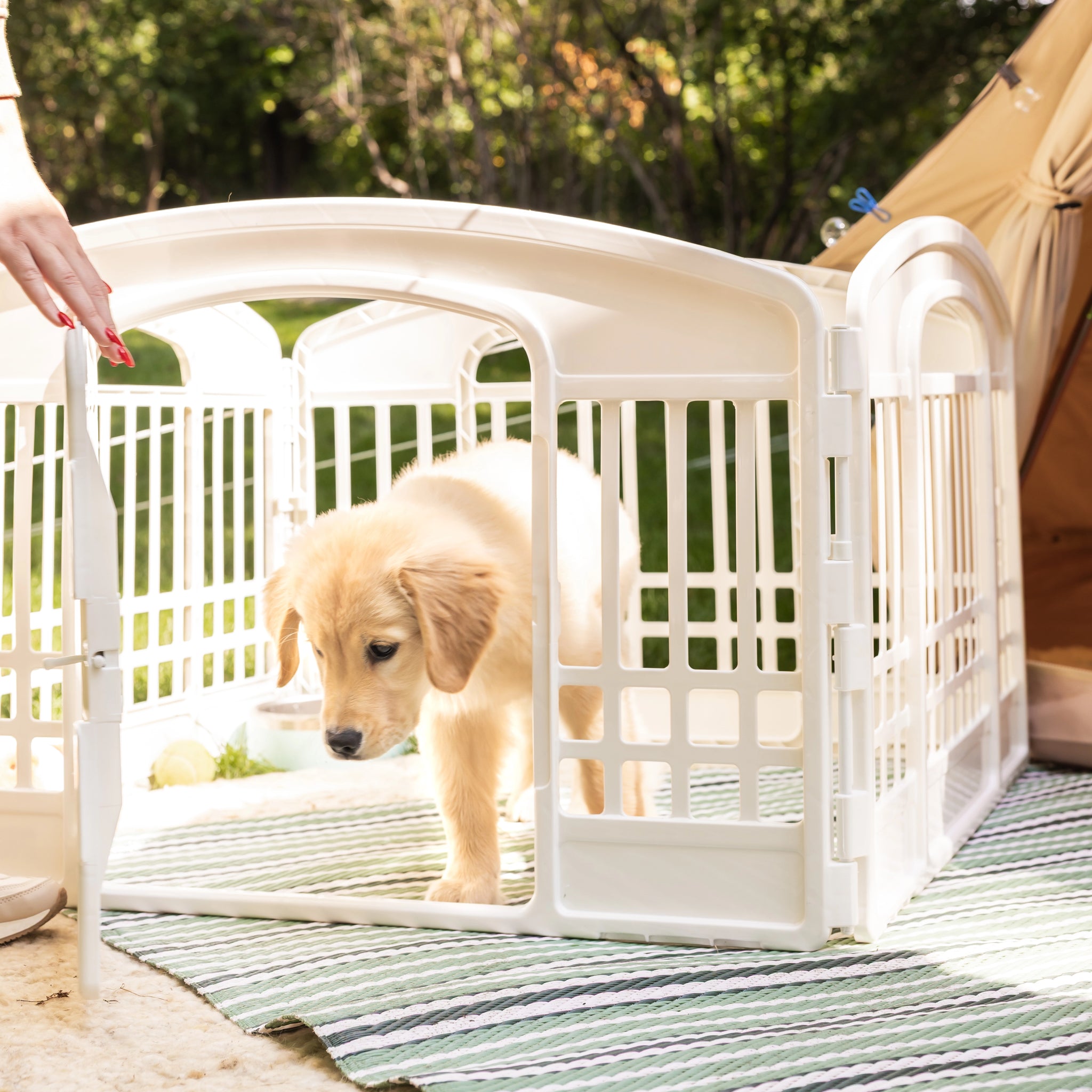 Puppy standing inside a white pet pen on a grass with a tent in the background.