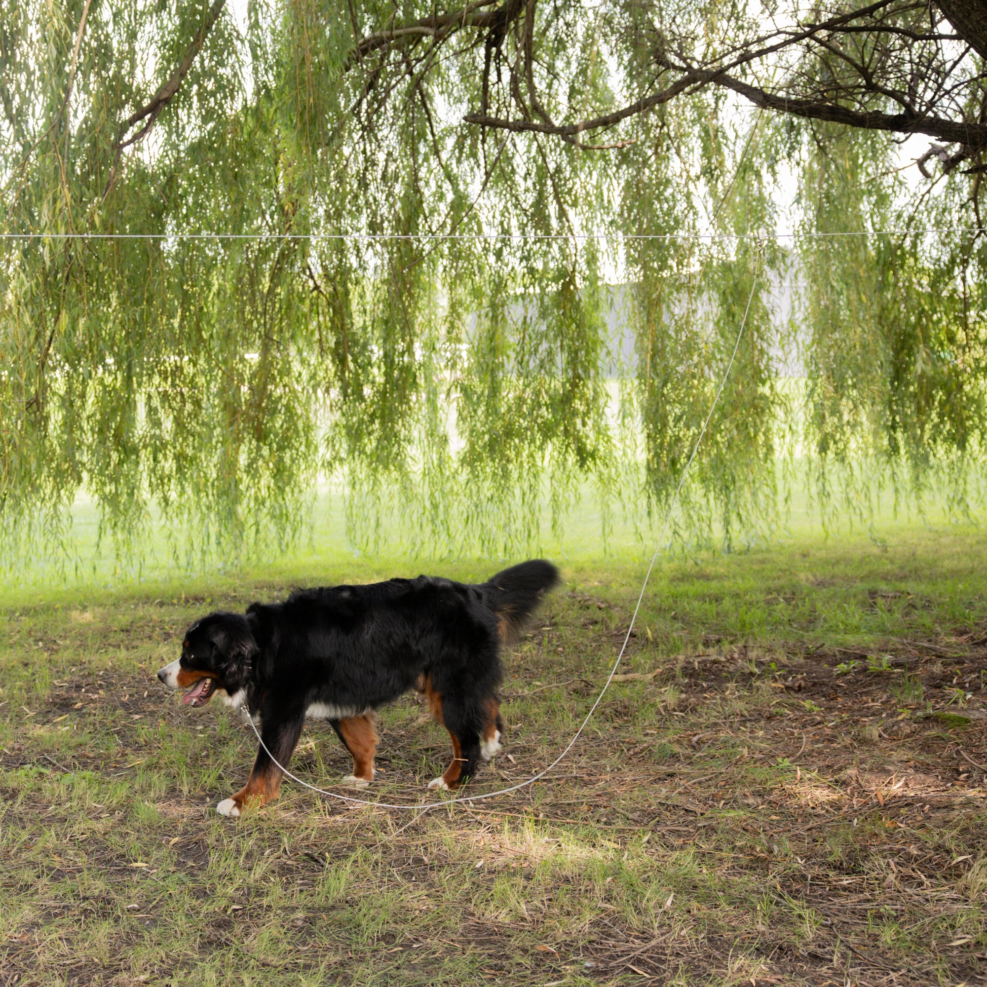 Extra-Large Trolly Cable & Dog Tie-Out