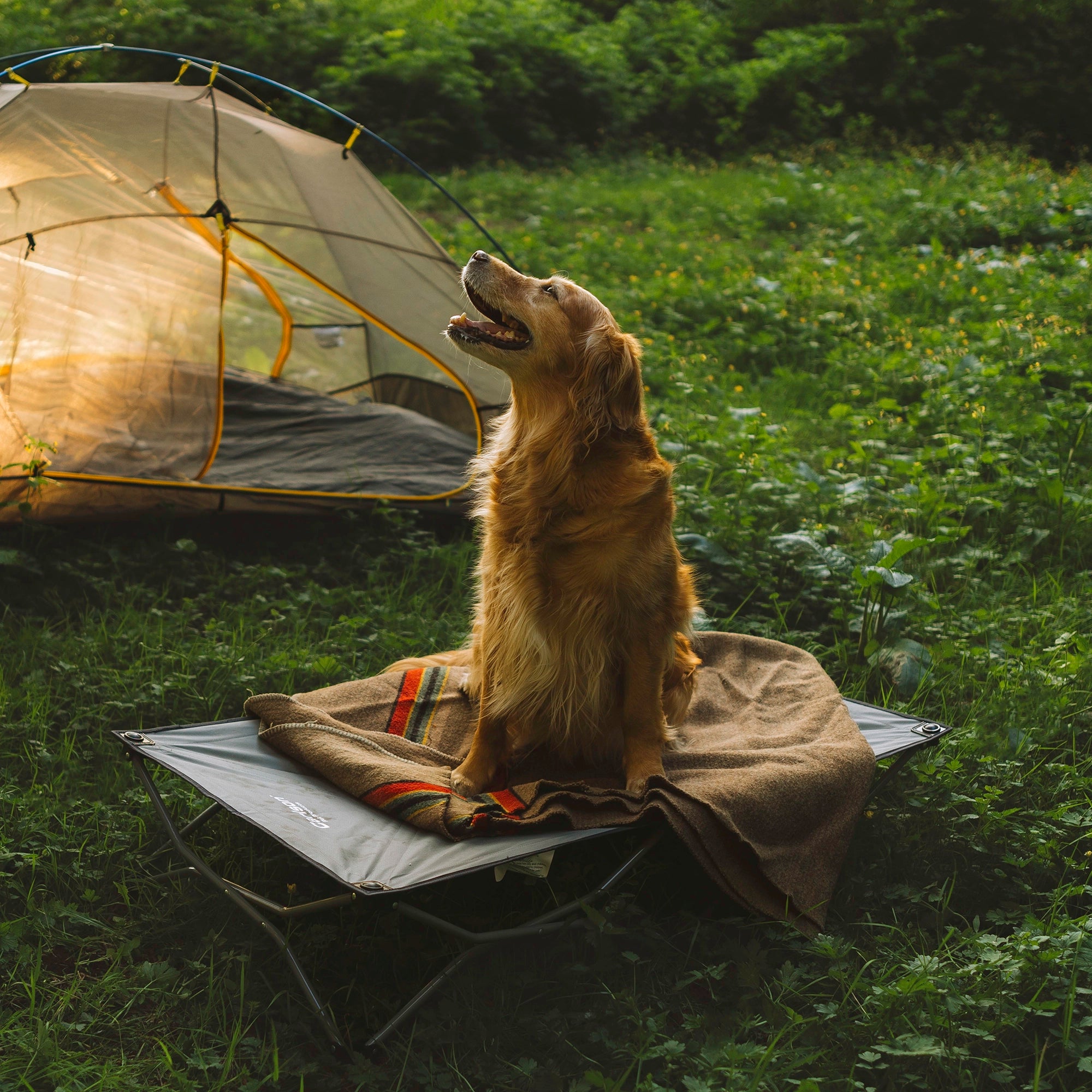 Large Portable Pup Pet Bed