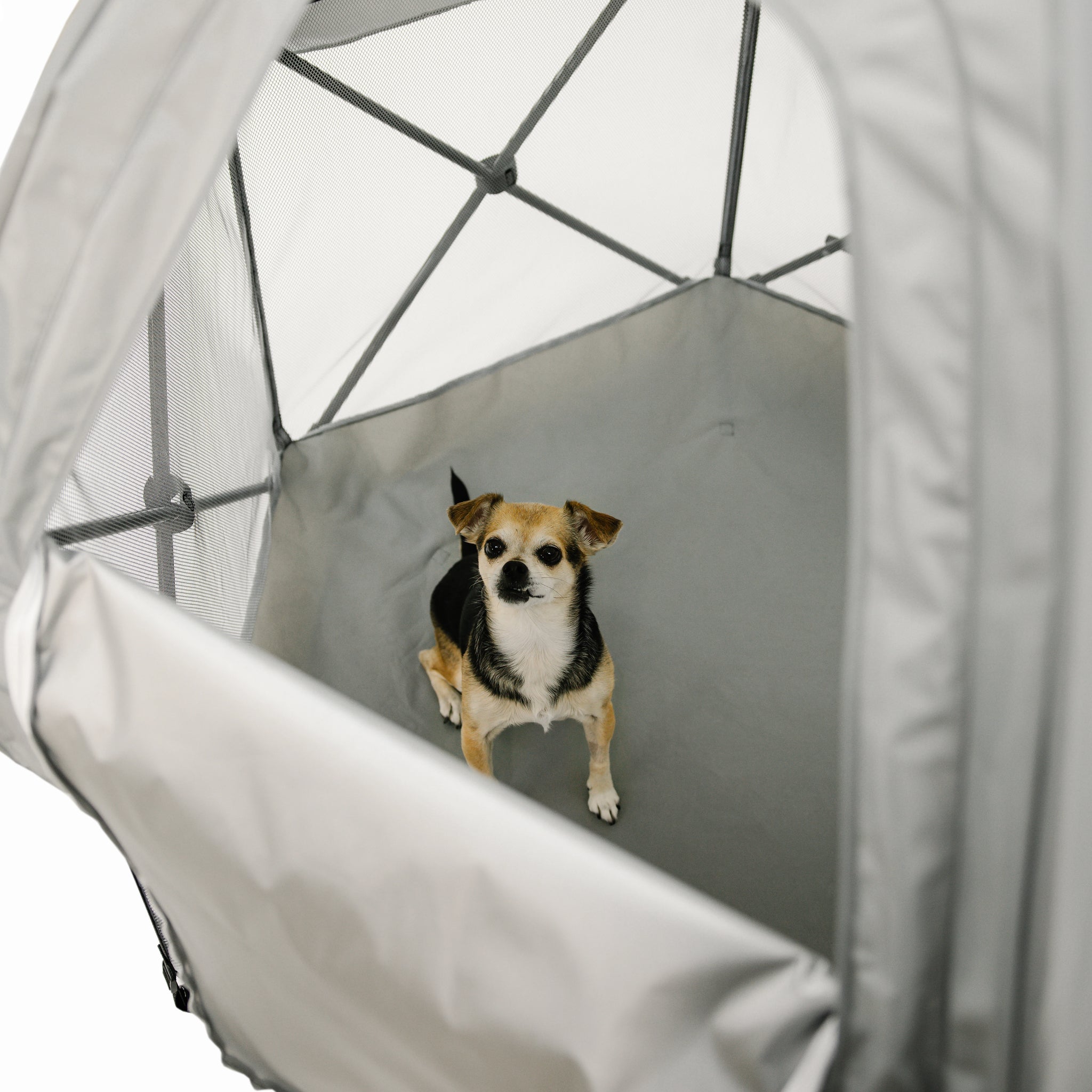 Small dog inside a gray pet pen with geometric design