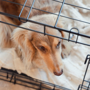 The Carlson Small Single-Door Dog Crate is a durable black wire crate designed for small dogs up to 22” long and 16” tall. It features a front door with a multi-point locking system, folds flat for easy storage and travel, and has a removable bottom pan for easy cleaning. Perfect for travel or home use.