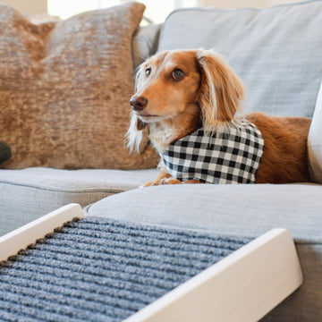 The Carlson Indoor Pet Ramp provides safe, adjustable access for pets up to 80 lbs with a foldable design, non-slip carpet, and easy portability.